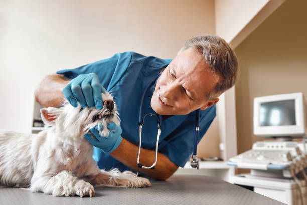 Best Emergency Treatment for Dental Infections or Abscesses in Holbrook, AZ
